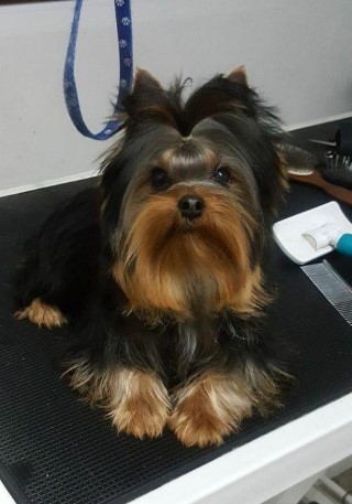 Dog Photo