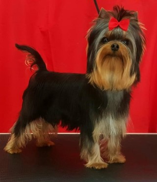 Dog Photo