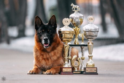 Dog Photo