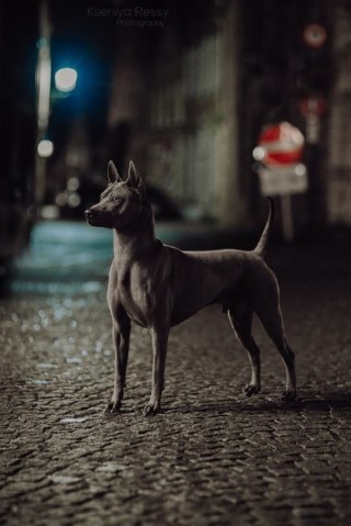Dog Photo