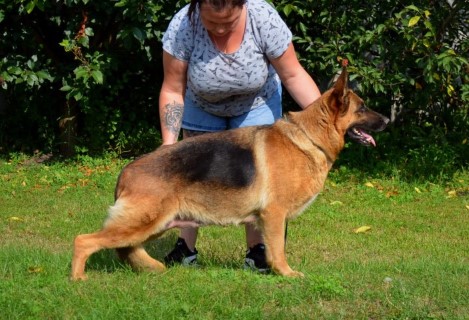 Dog Photo