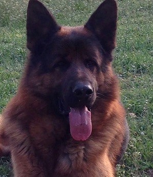 Dog Photo