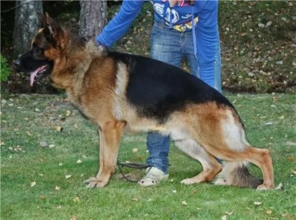 Dog Photo