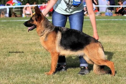 Dog Photo