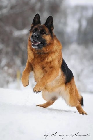 Dog Photo