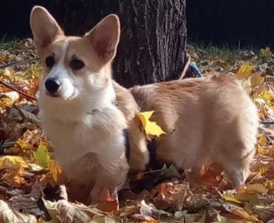 Dog Photo