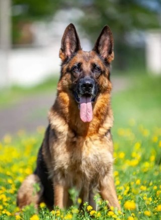 Dog Photo