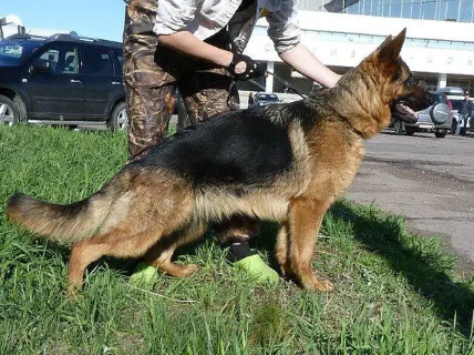 Dog Photo