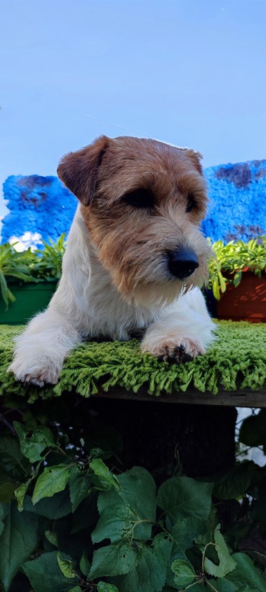 Dog Photo