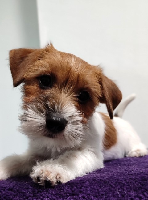 Dog Photo