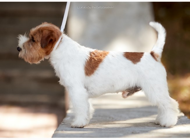 Dog Photo