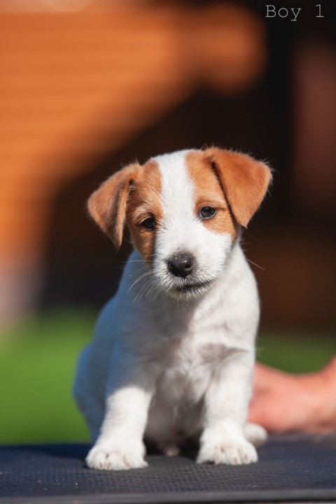 Dog Photo