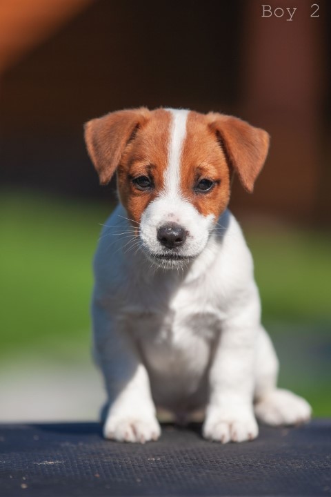 Dog Photo