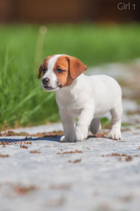 Dog Photo