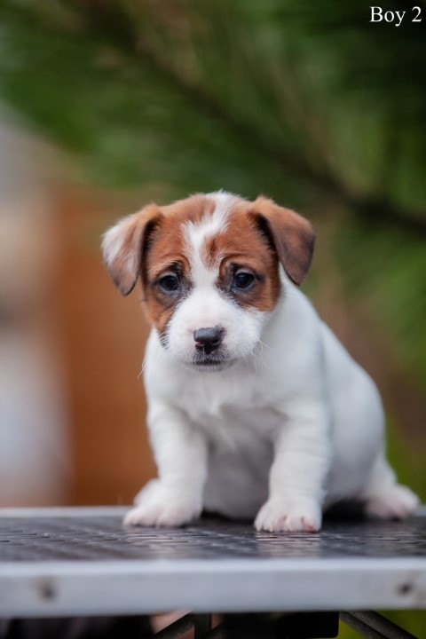 Dog Photo