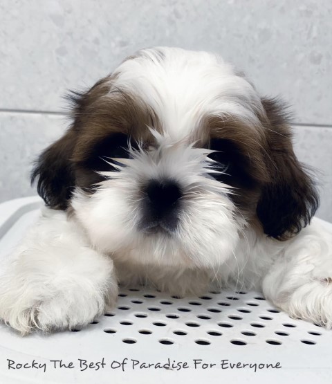 Dog Photo