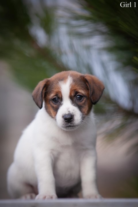Dog Photo