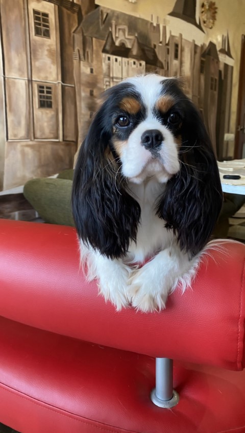 Dog Photo