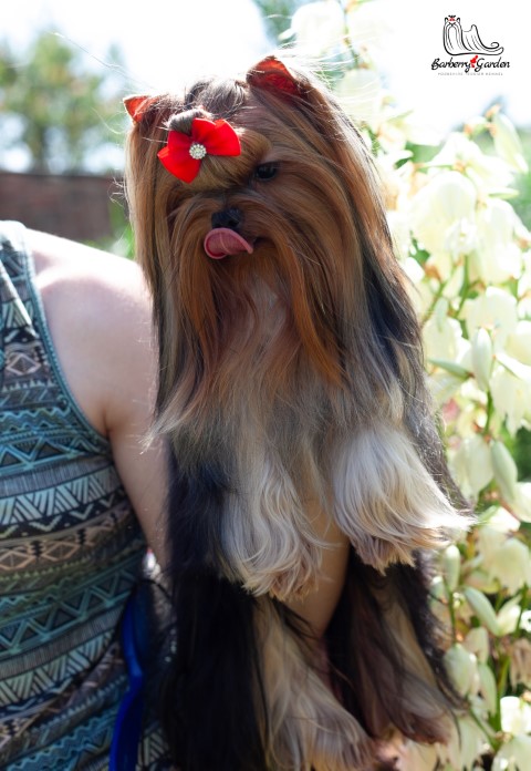 Dog Photo