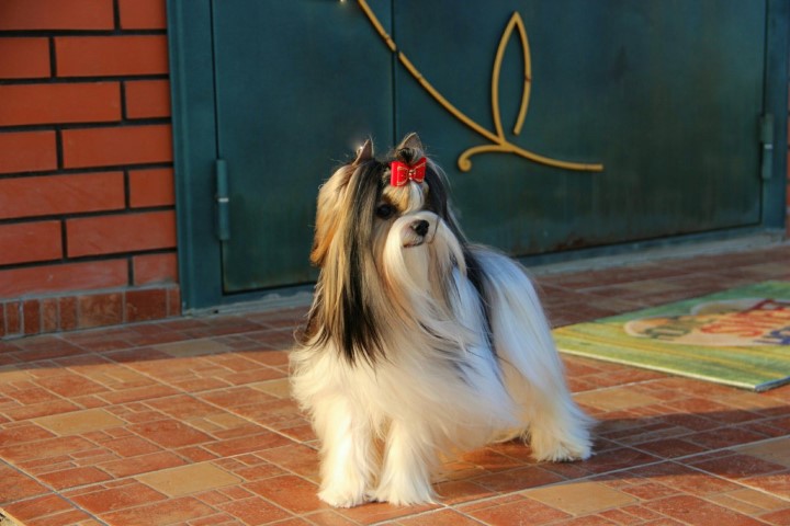 Dog Photo