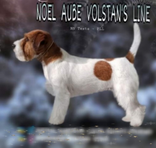 NOEL AUBE VOLSTAN