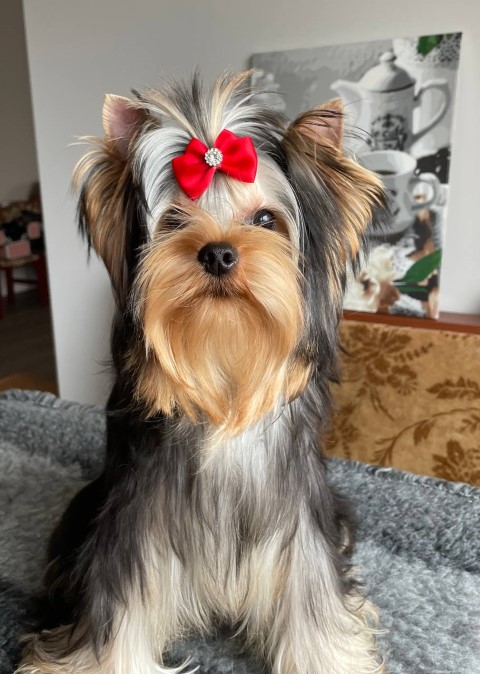 Dog Photo