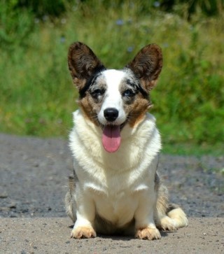 Dog Photo