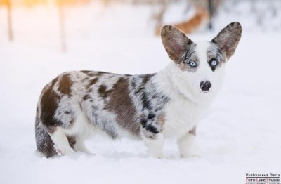 Dog Photo