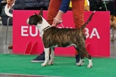 DARKMAGIC BULLENGERS - CUTE & CRAZY