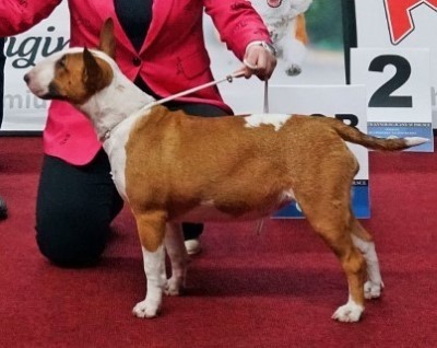 DREAMCATCHER BULLENGERS - CUTE & CRAZY