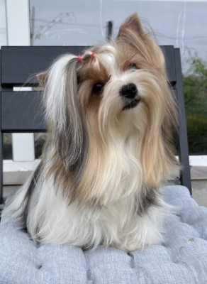 Dog Photo