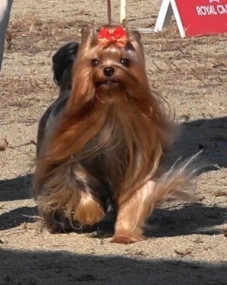 Dog Photo