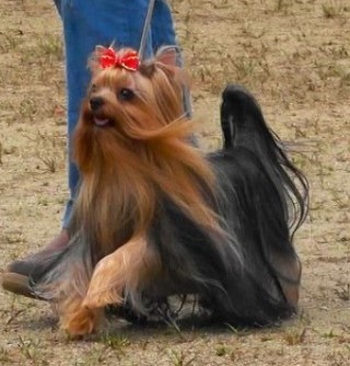 Dog Photo