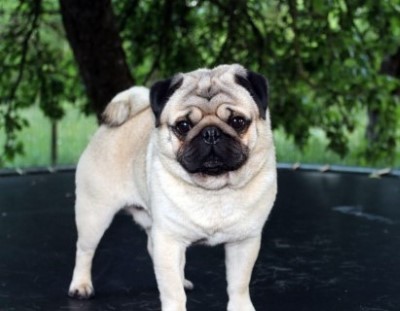 Dog Photo