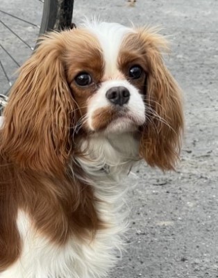 Dog Photo