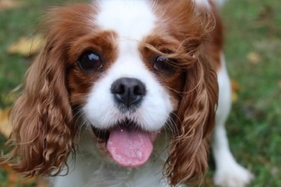 Dog Photo