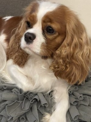 Dog Photo