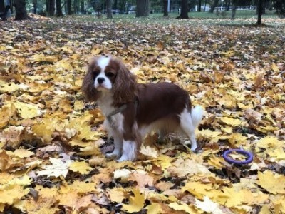 Dog Photo
