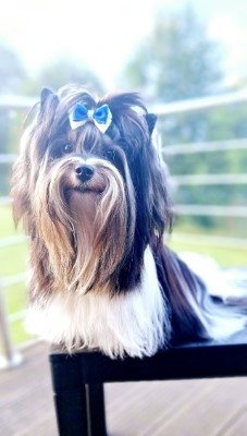 Dog Photo