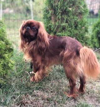 Dog Photo