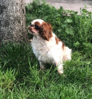Dog Photo