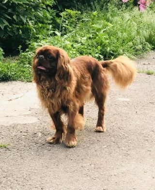 Dog Photo
