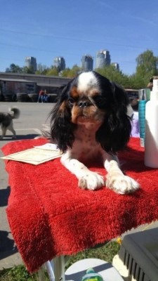 Dog Photo
