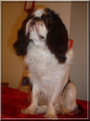 Dog Photo