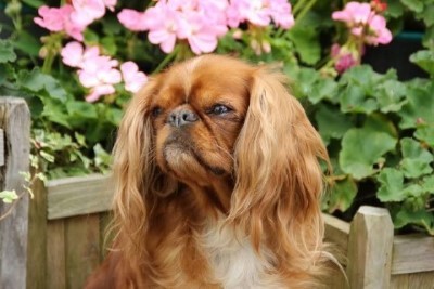 Dog Photo