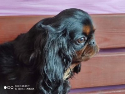 Dog Photo