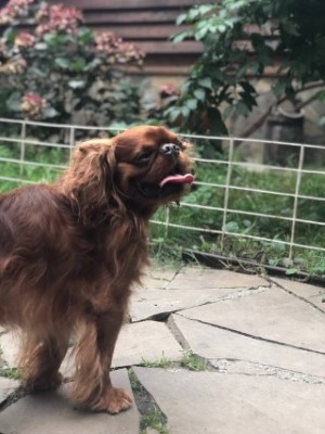 Dog Photo