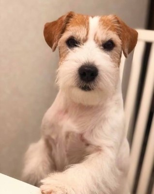 Dog Photo