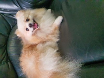 Dog Photo