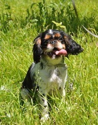 Dog Photo
